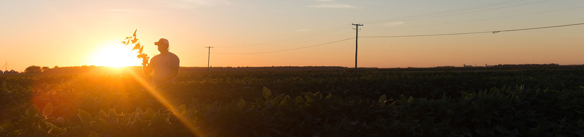 farmer looking at their crops