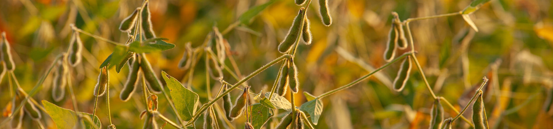 Field of soybeans.